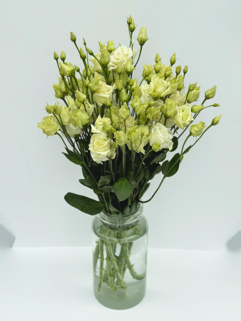 Эустома (махровая)